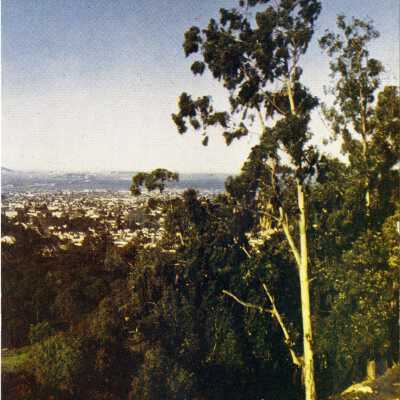 Eucalyptus Tree