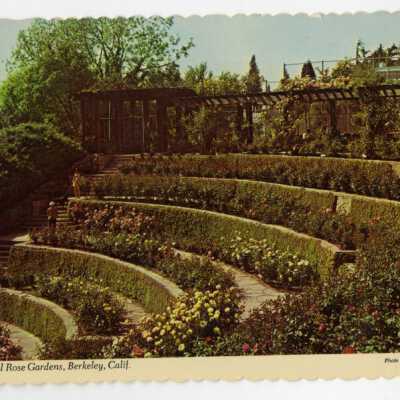 Municipal Rose Gardens, Berkeley, Calif.: Origformat: Postcard