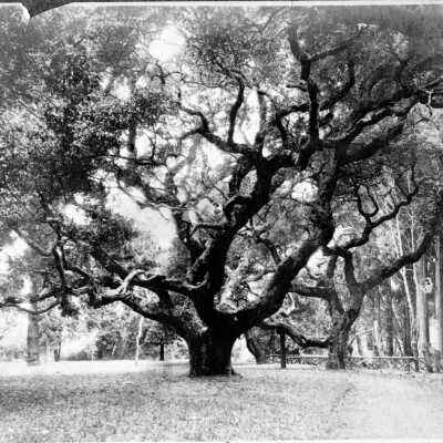 UC Le Conte Memorial Oak