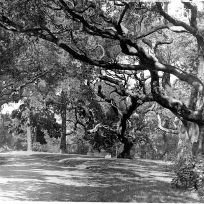 Le Conte Oak, University of California