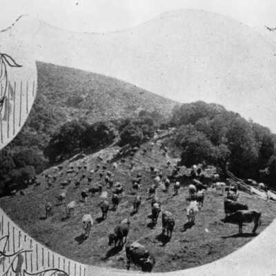 Cattle on the Hills