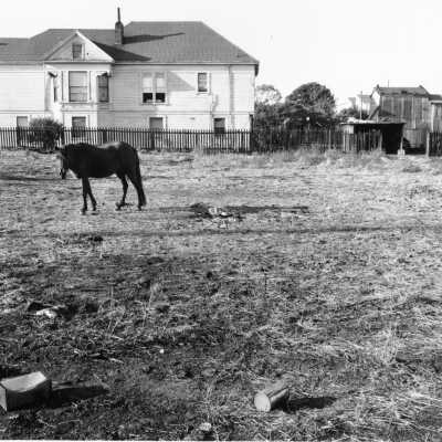 Horse in pasture; residence in background.
