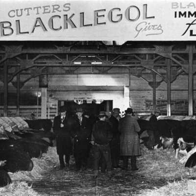 Cutter Laboratories Cattle Immunization Program