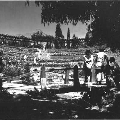 Berkeley Rose Garden