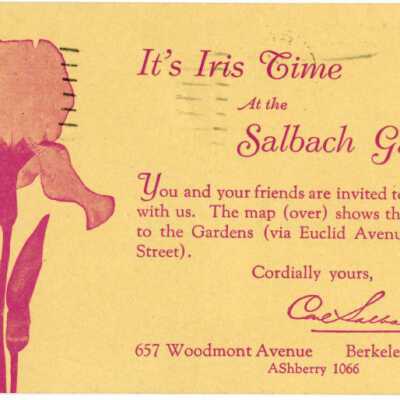 It's Iris Time at the Salbach Gardens