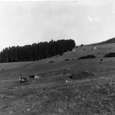 Cows grazing on hillside