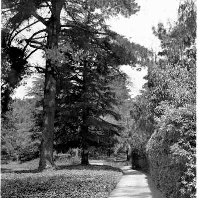 Wooded Area, Botanical Garden(?), University of California