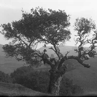 Pine Tree