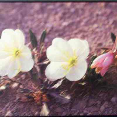 Gumbo Evening Primrose (Oenothera caespitosa)