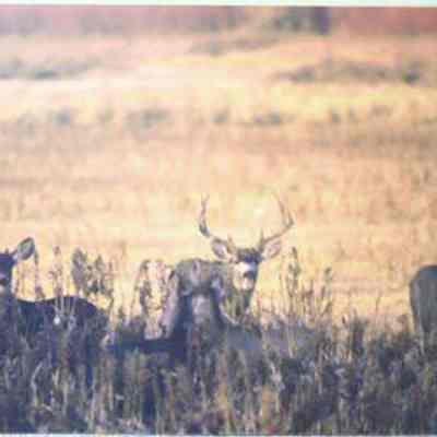 Mule Deer (Odocoileus hemionus), adult females