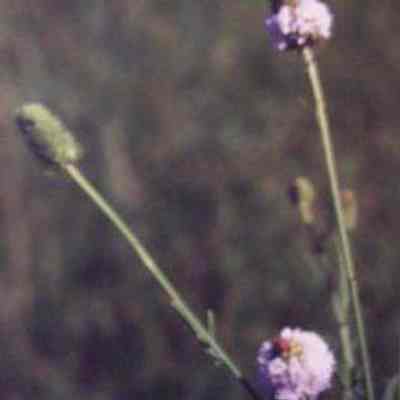 White Prairie-clover (Dalea candida)