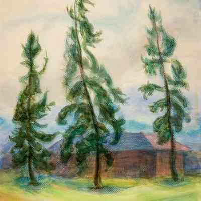 Trees and Lifting Fog Ranger Station near Haleakala Crater