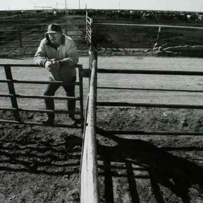Feedlot Vet