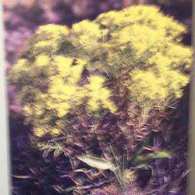 Broom Snakeweed [Broomweed] (Gutierrezia sarothrae)