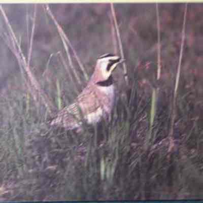 Horned Lark (Eremophila alpestris), adult