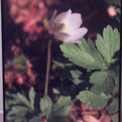 Meadow [Canada] Anemone (Anemone canadensis)
