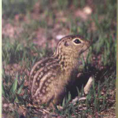 Thirteen-lined Ground Squirrel (Spermophilus tridecemlineatus), adult