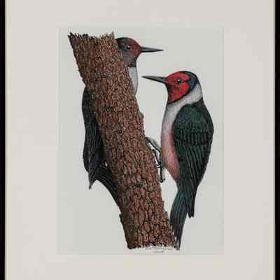 Lewis's Woodpecker (Melanerpes lewis)