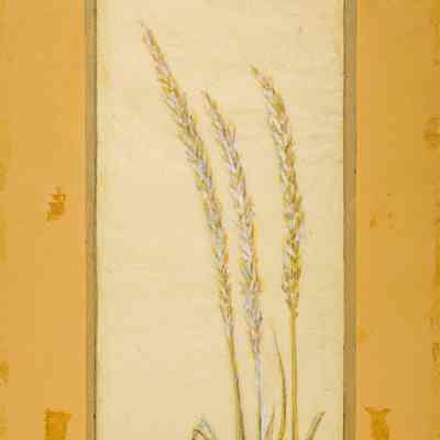Wild Grasses