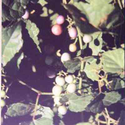 Raccoon Grape (Simple-leaved Ampelopsis), (Ampelopsis cordata)