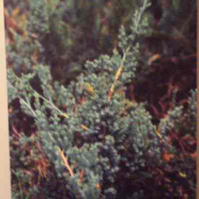 Dwarf [Common] Juniper (Juniperus communis)