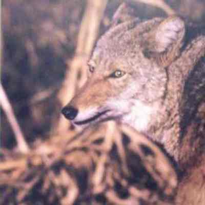 Coyote (Canis latrans), adult