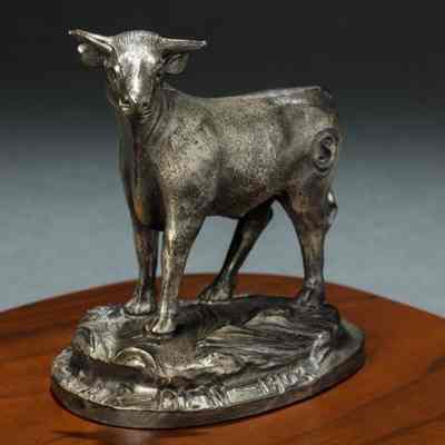 Steer