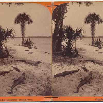 Florida-Alligators Sunning themselves- Indian River
