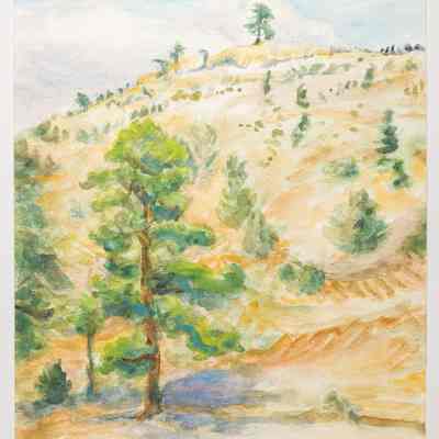 Scattered Pines on Hill