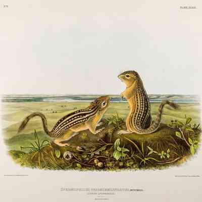 Spermophilus Tridecemlineatus, Mitchell/Leopard Spermophile