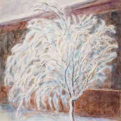 Plum Tree in New Snowfall