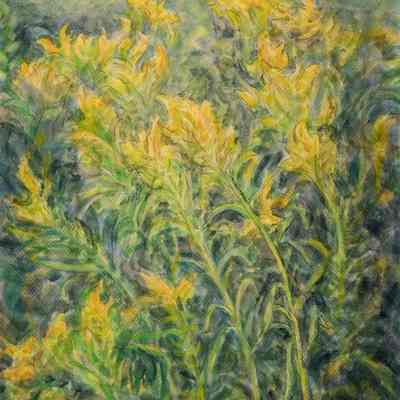 Goldenrod