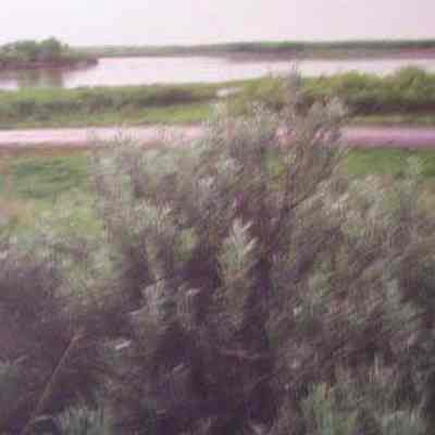 Yellowstone-Missouri confluence, North Dakota-Montana border, with dwarf [silver] sagebrush (Artemisia cana) in foreground. South Dakota.