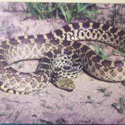 Bullsnake (Pituophis catenifer), adult