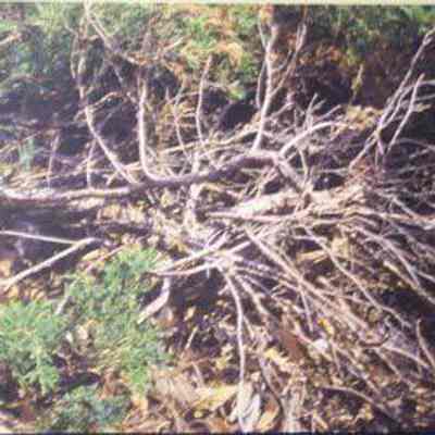 Creeping Juniper [Shrubby Red Cedar] (Juniperus horizontalis)