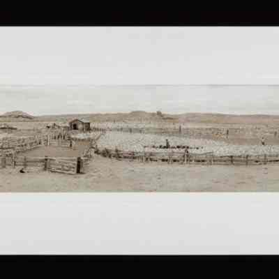 Arambel Sheep Sorting