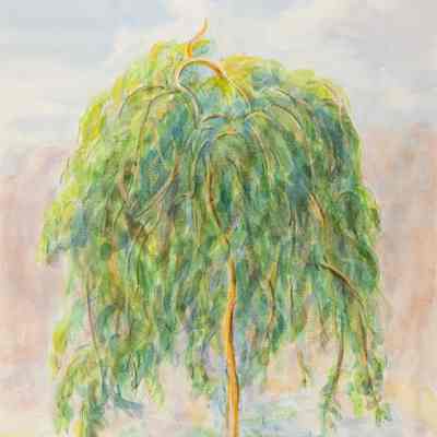 Umbrella Mulberry Tree in Court
