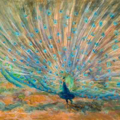 Peacock Splendor