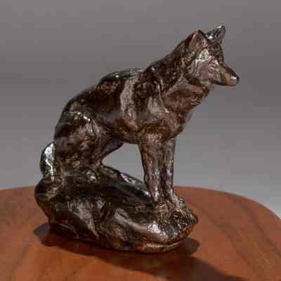 Coyote