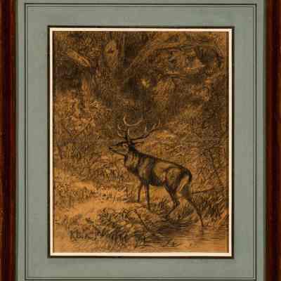 Antlered Buck, the Alert
