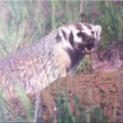 Badger (Taxidea taxus), adult