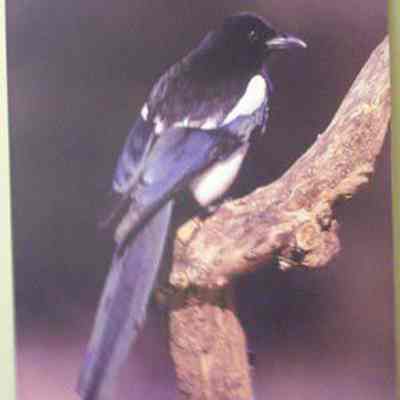 Black-billed Magpie (Pica pica), adult