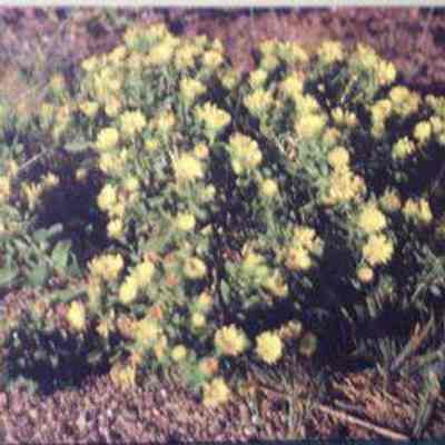 Curly-top Gumweed (Grindelia squarrosa)
