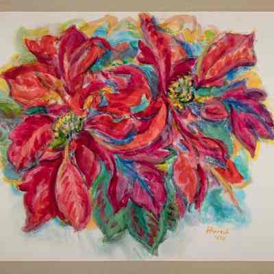 Poinsettias