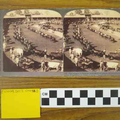 (13) Prize winners of the great cattle show-on parade around the judge's stand, World's Fair, St. Louis, U.S.A.