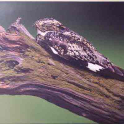 Common Nighthawk (chordeiles minor), adult