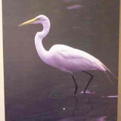 Great Egret (Ardea alba), adult