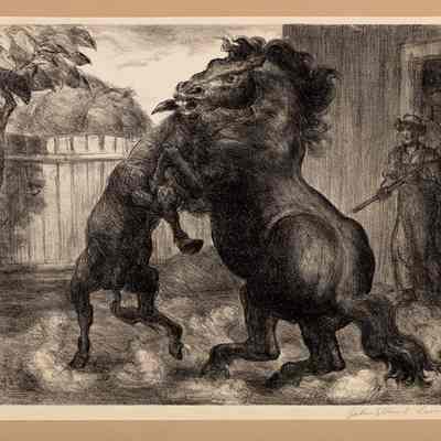 Stallion and Jack Fighting