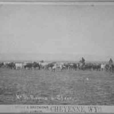 Roping a Steer