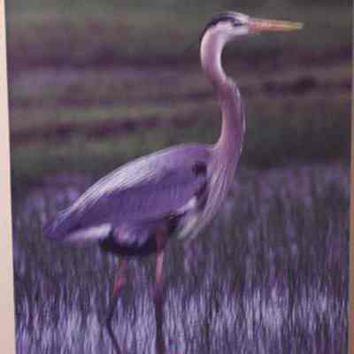 Great Blue Heron (Ardea herodias), adult
